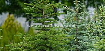 Picea Pungens)