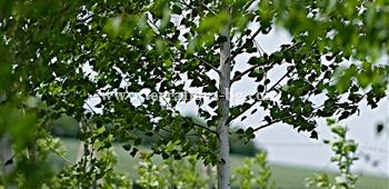 Бяла бреза (Betula pendula))