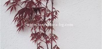 Acer palmatum)