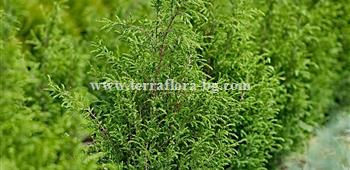 Juniperus communis)