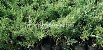 Юниперус хинензис (Juniperus Chinensis))