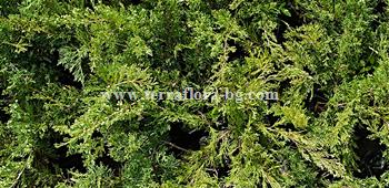 Juniperus sabina)