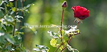 Роза влачеща (Climbing rose))